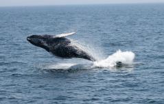 Whale Jump